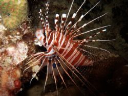 Ragged fin Lionfish on a night dive in Mabul by Alex Lim 
